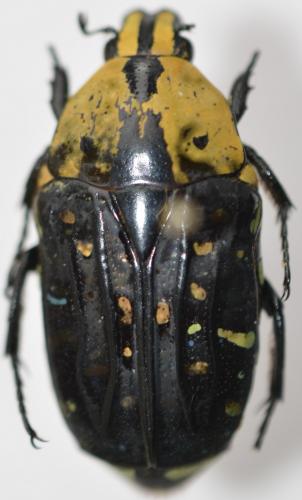 Réf. 275 260 : Euchroea clementi